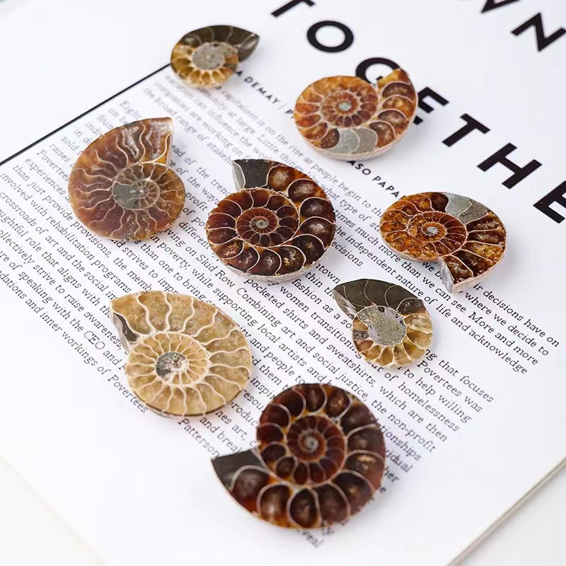 1Pair Fossil chrysanthemum snails