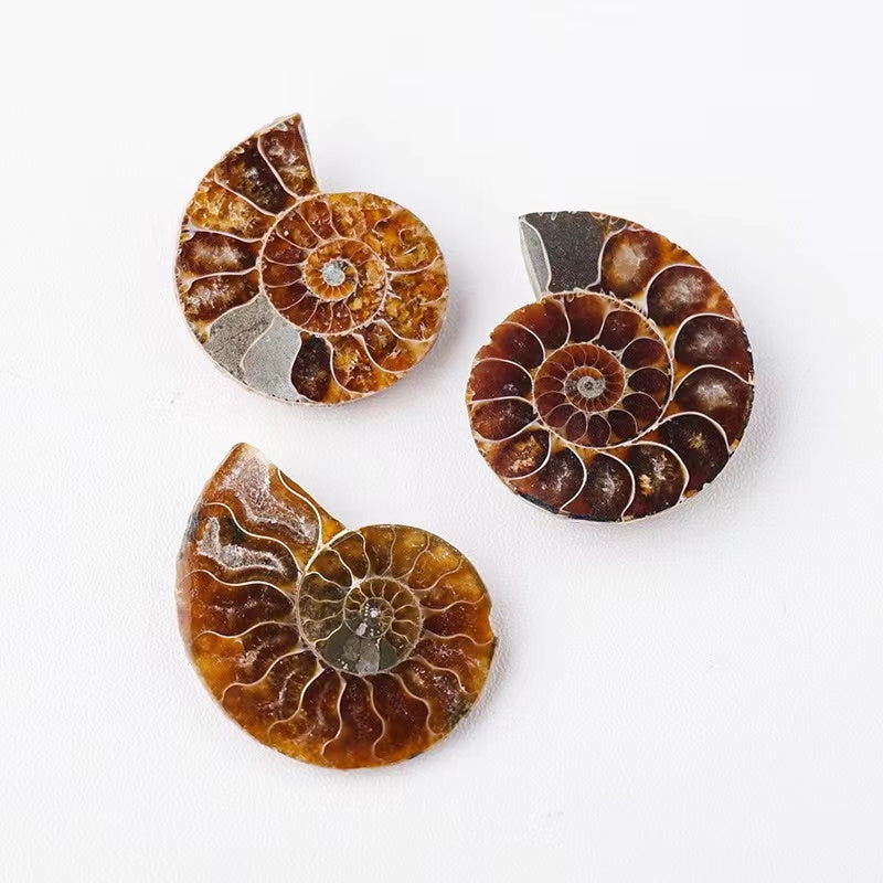 1Pair Fossil chrysanthemum snails