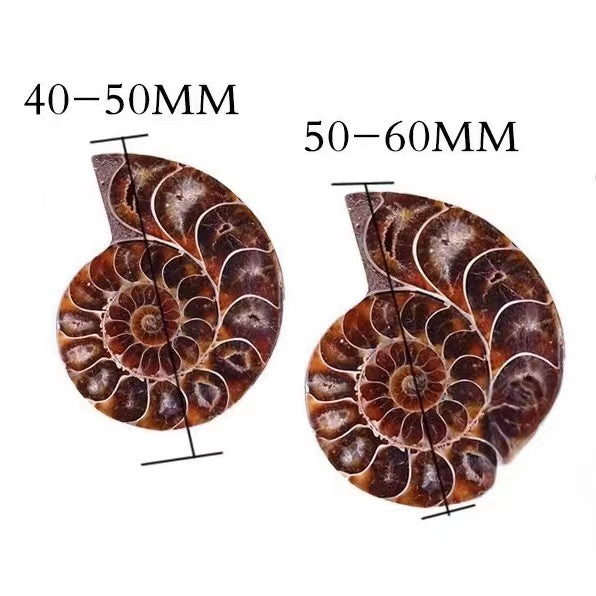 1Pair Fossil chrysanthemum snails