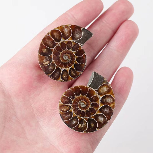 1Pair Fossil chrysanthemum snails